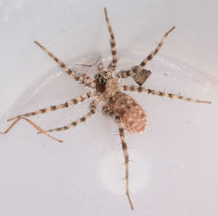 Pardosa vadosa