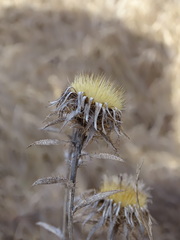 Carlina biebersteinii