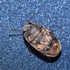 Ochetostethus