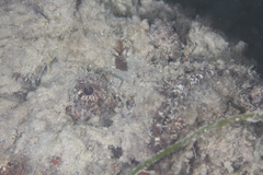 Synanceia verrucosa