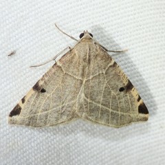 Neoterpes graefiaria