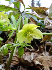 Helleborus odorus