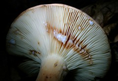 Lactifluus volemus