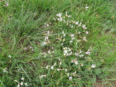 Astragalus corniculatus