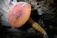 Lactifluus volemus