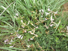 Astragalus corniculatus