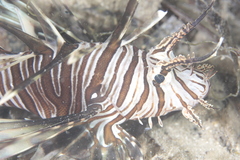 Pterois