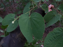 Bauhinia cheilantha