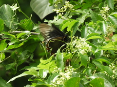 Battus polystictus