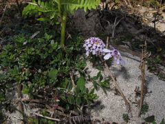 Iberis procumbens