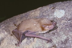 Scotophilus leucogaster