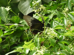 Battus polystictus