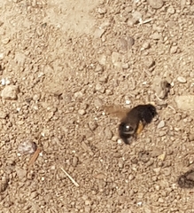 Anthophora