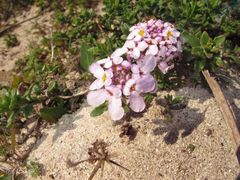 Iberis procumbens