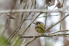 Myiornis auricularis