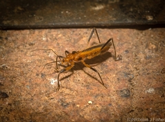 Micropolytoxus hackeri