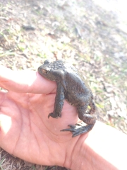Bufo bufo