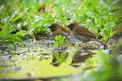 Lonchura punctulata topela