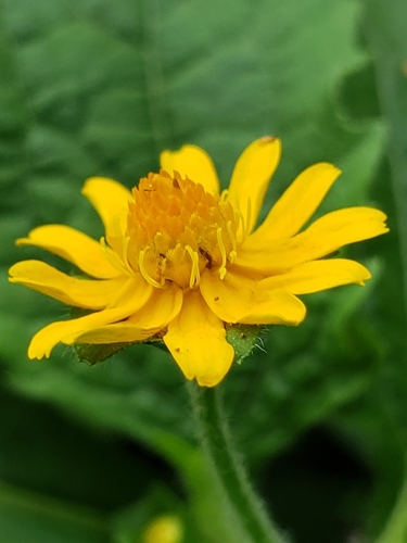 Gold Medallion