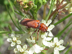 Tetraopes annulatus