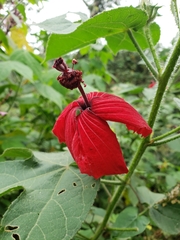 Hibiscus uncinellus