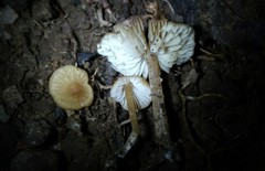 Pseudolaccaria pachyphylla