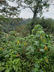 Hibiscus uncinellus