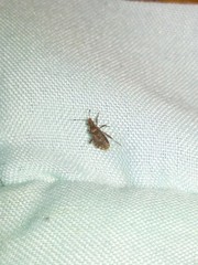 Aufeius impressicollis