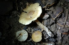 Pseudolaccaria pachyphylla