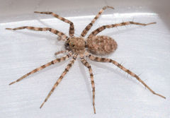 Pardosa vadosa