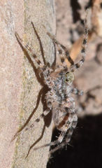 Pardosa vadosa