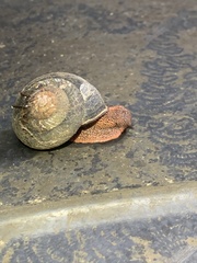 Monadenia infumata