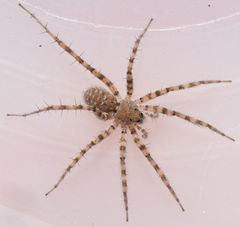 Pardosa vadosa