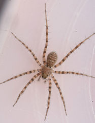 Pardosa vadosa