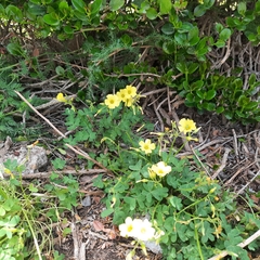 Oxalis pes-caprae