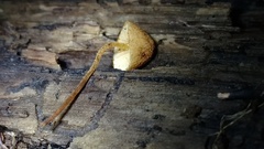 Pholiota pseudosiparia