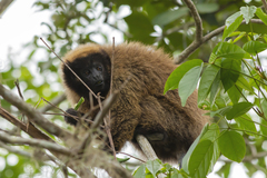 Callicebus personatus
