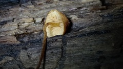Pholiota pseudosiparia