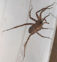 Pardosa vadosa