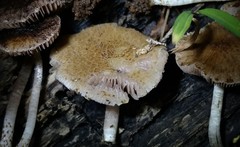 Cystoagaricus subamarus