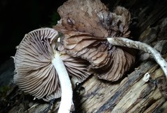 Cystoagaricus subamarus