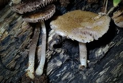 Cystoagaricus subamarus