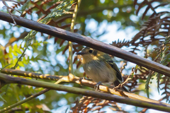 Poecilotriccus plumbeiceps