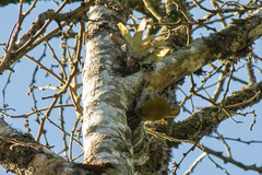 Dryobates maculifrons