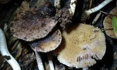 Cystoagaricus subamarus