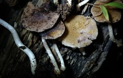 Cystoagaricus subamarus