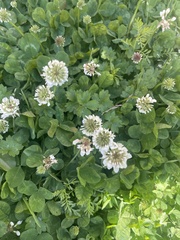 Trifolium