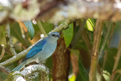 Thraupis cyanoptera