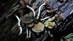 Cystoagaricus subamarus