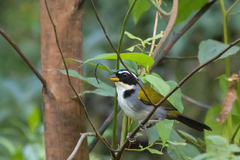 Arremon semitorquatus